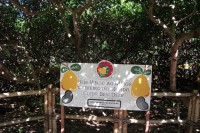 /album/passeios-turisticos/cajueiro-jpg/